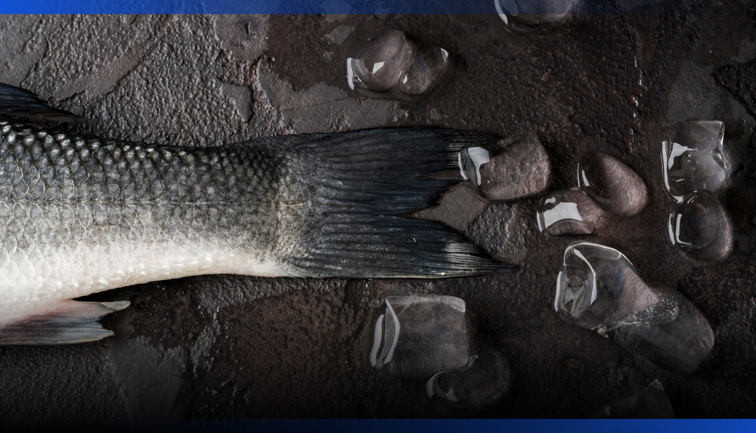 Image for Казахстанскую форель представили на международной выставке аквакультуры в Анталии